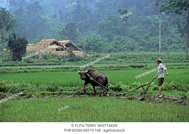 Vietnam - Tay ethnic minority man ploughing with Water Buffalo bubalus bubalis, Na Hang Nature Reserve, Tuyen Quang