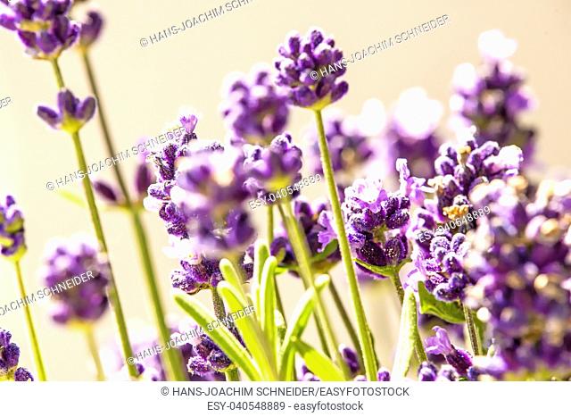 Lavender with blurred background