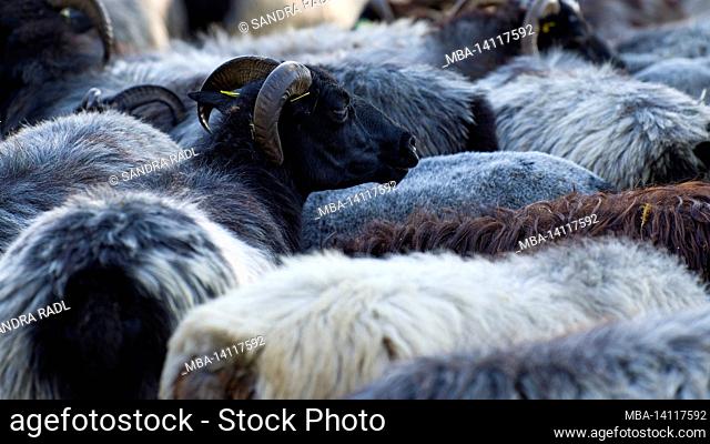 herd of heidschnucken in the nature reserve lueneburg heath, germany, lower saxony