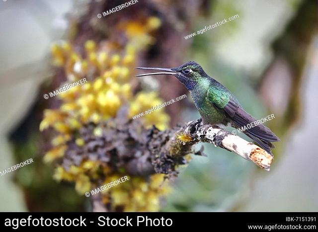 Talamanca hummingbird (Eugenes spectabilis), male, with open beak, lives in the highlands, Cordillera de Talamanca, Costa Rica, Central America