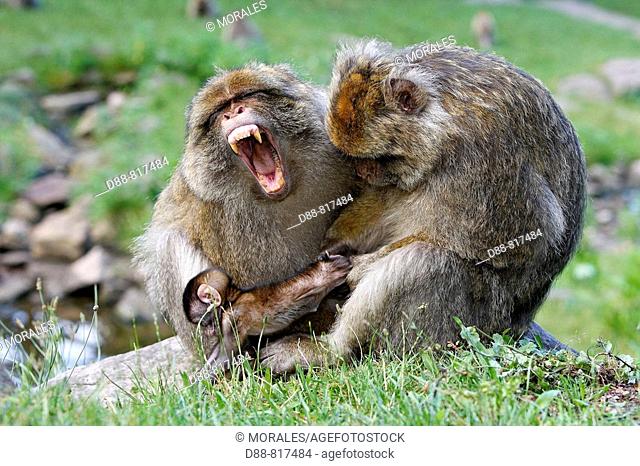 Barbary Macaque (Macaca sylvanus) two males fighting and holding a baby. Montagne des Singes park, Kintzheim, Alsace, France