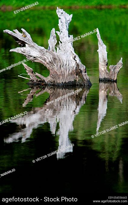 Trunks reflecting in the Captren lagoon. Conguillio National Park. Araucania Region. Chile