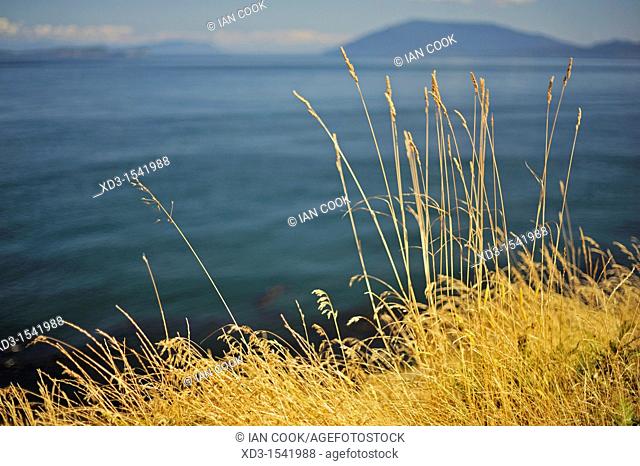 Idaho fescue (Festuca idahoensis) grass, East Point, Saturna Island, British Columbia, Canada
