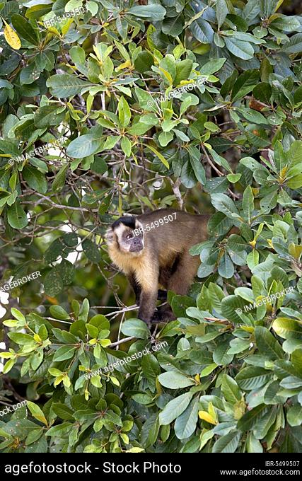 Tufted Capuchin (Cebus apella), Pantanal, Apella, Fauna monkey, Brazil, South America