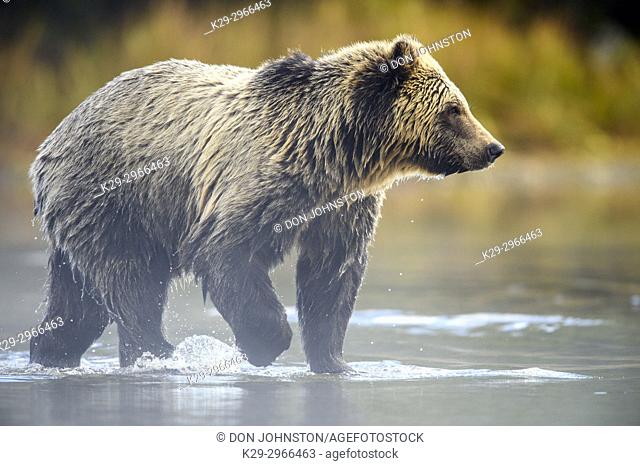 Grizzly bear (Ursus arctos)- Adult hunting sockeye salmon in shallows of the Chilko River. Chilcotin Wilderness, British Columbia BC