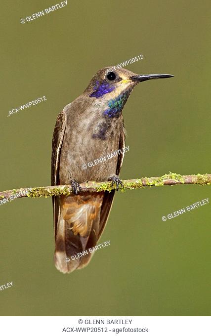 Brown Violetear Hummingbird Colibri delphinae perched on a branch at Buenaventura Lodge in southwest Ecuador