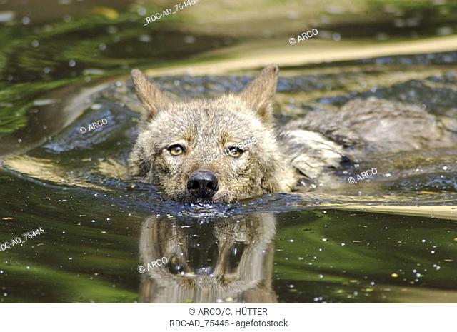 Iberian Wolf Canis lupus signatus