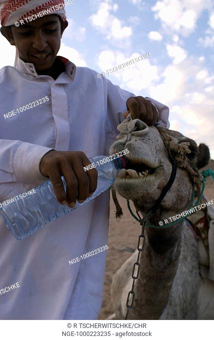 Bedouin soaks Camel