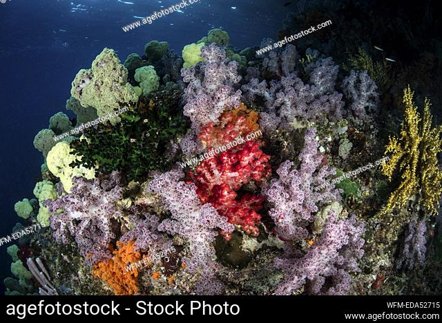 Colored Soft Coral Reef, Dendronephthya, Raja Ampat, West Papua, Indonesia