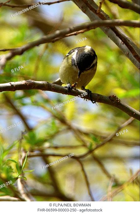 Yellow-bellied Tit Periparus venustulus juvenile, feeding on insect, perched on twig, Beidaihe, Hebei, China, may