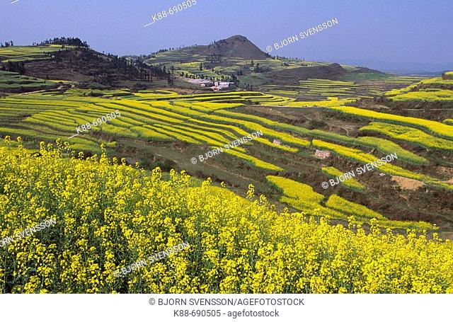 Canola fields, Luoping, Yunnan, China