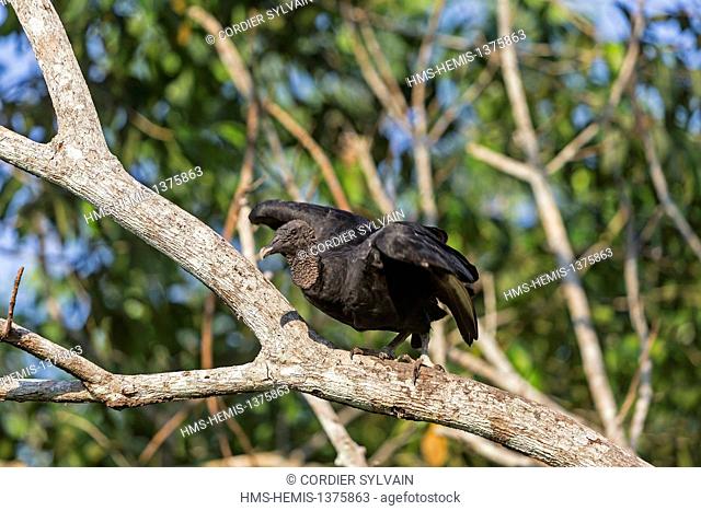 Brazil, Amazonas state, Amazon river basin, Black Vulture (Coragyps atratus), along the Rio Negro