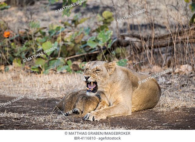 Asiatic lion (Panthera leo persica), female suckling her cubs, Gir Interpretation Zone or Devalia Safari Park, Gir Forest National Park