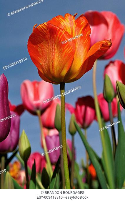 Orange Single Tulip