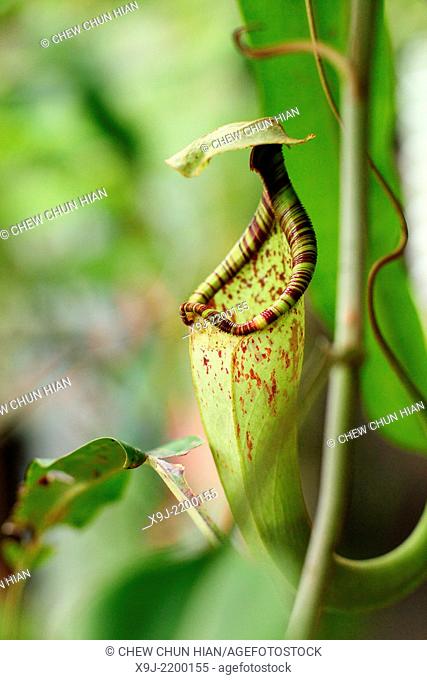 Pitcher Plant, Nepenthes Rafflesiana, borneo