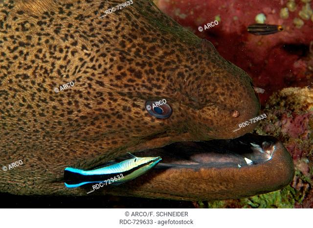 giant moray eel and cleaner wrasse, Red Sea/ (Gymnothorax javanicus), (Labroides dimidiatus)