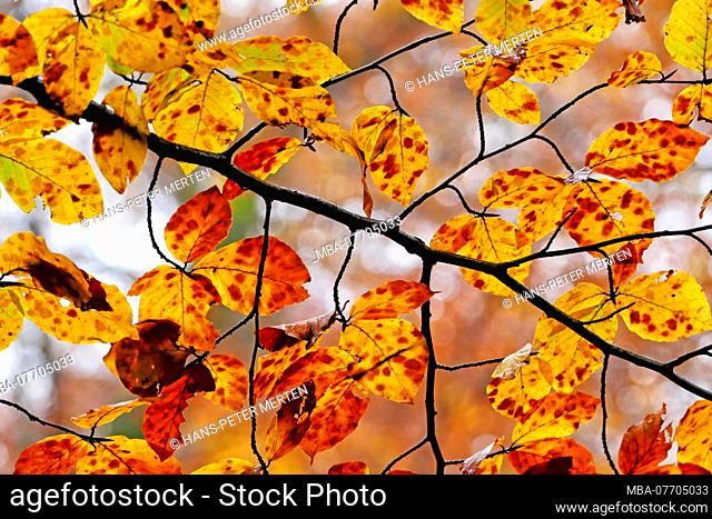 Shiny beech leaves in autumn, close-up