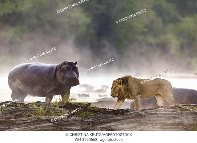 African Lion (Panthera leo) and Hippopotamus (Hippopotamus amphibus) on the edge of the Olare Orok River, Maasai Mara National Reserve, Kenya, Africa