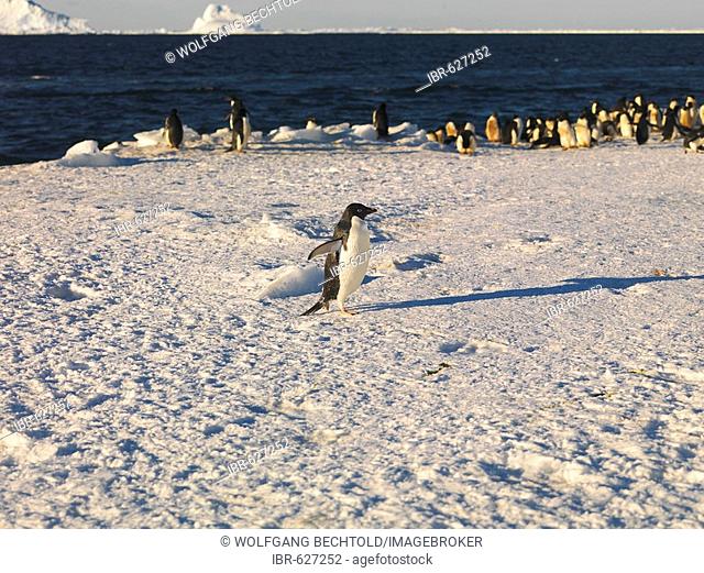 Adélie Penguins (Pygoscelis adeliae) with icebergs in the background, Franklin Island, Antarctica
