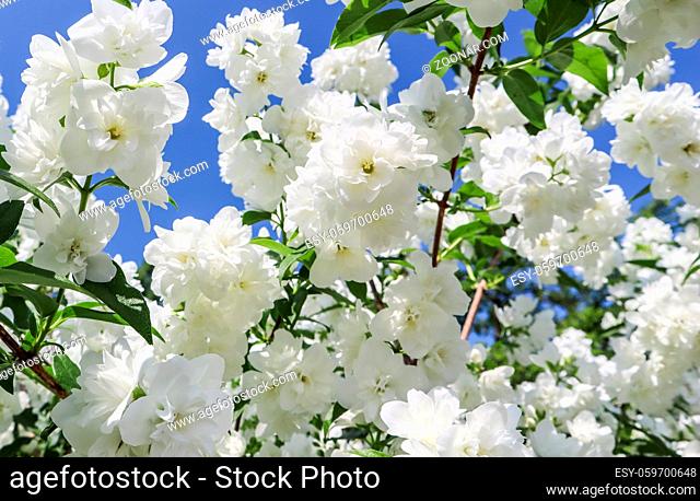 Jasmine flowers in the garden. Closeup of branches with white flowers against blue sky