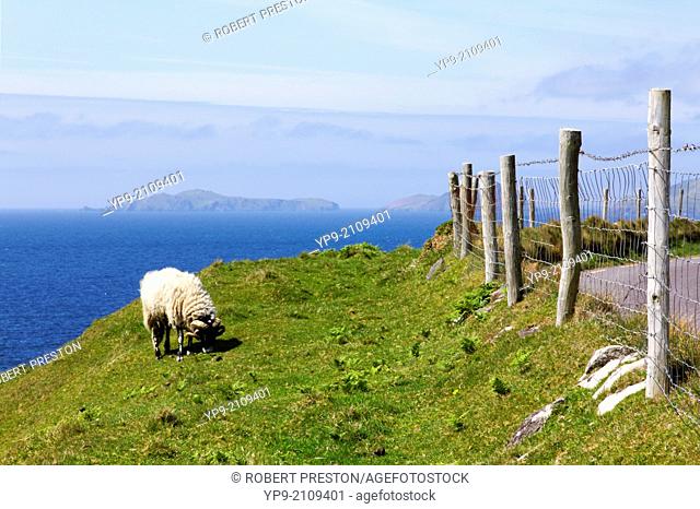 Sheep on the Dingle Peninsula in County Kerry, Ireland