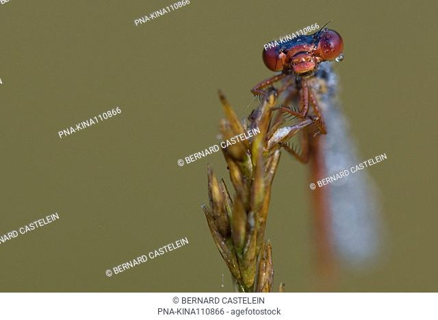 Small Red Damselfly Ceriagrion tenellum - Wuustwezel, Antwerp, Flanders, Belgium, Europe