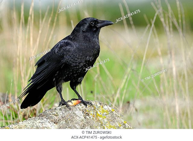 Northwestern Crow Corvus caurinus at Cattle Point, Oak Bay, British Columbia, Canada