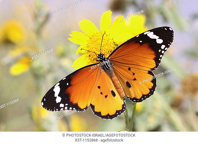 Plain Tiger Danaus chrysippus AKA African Monarch Butterfly shot in Israel, October