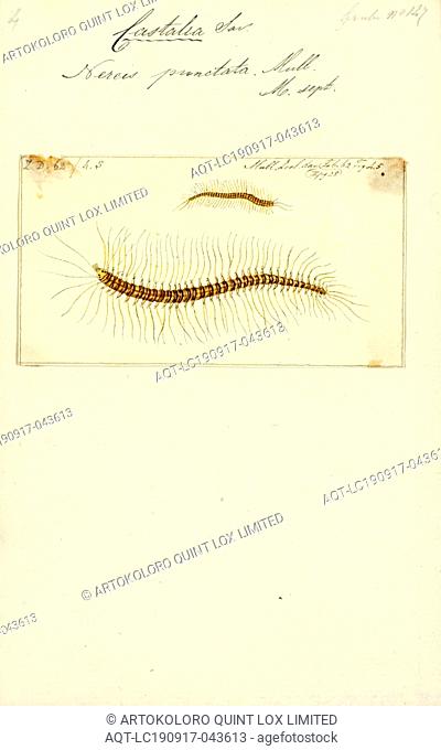 Nereis punctata, Print, Nereis is a genus of polychaete worms in the family Nereididae. It comprises many species, most of which are marine