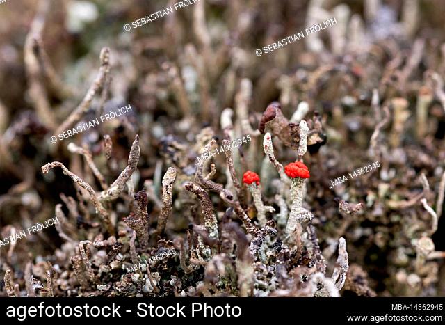 The tiny cup lichen of the algae-fungus symbiosis of Cladonia macilenta on dead wood in the Karwendel mountains