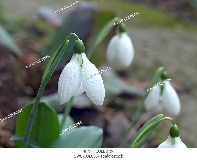 GALANTHUS PLICATUS 'AUGUTUS' CLOSE UP OF GROWING PLANT SHOWING QUILTED TEXTURE OF THE TEPALS