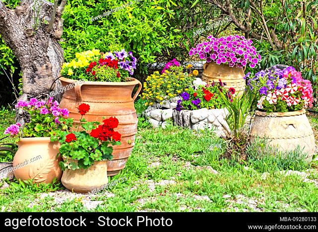 Lush flowers in terracotta tubs, Greece