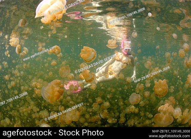 A snorkeler in Jellyfish Lake, Palau, Micronesia encounters Mastigias Jellyfish, said to be ""stingless.""  Date: 05/12/2004  Ref: ZB787-109149-0008  COMPULSORY...