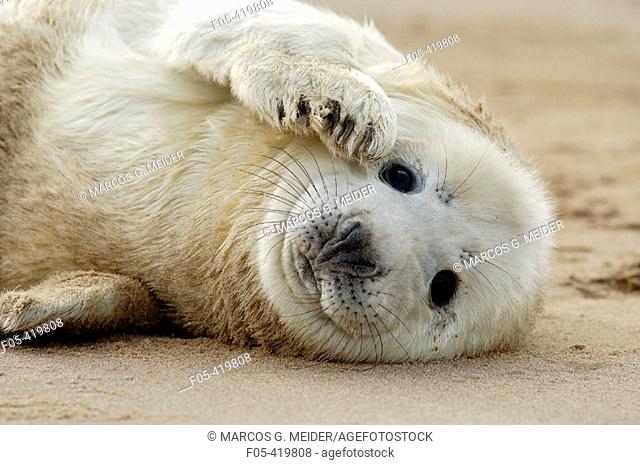 Grey Seal (Halichoerus grypus), pup lying on beach. U.K