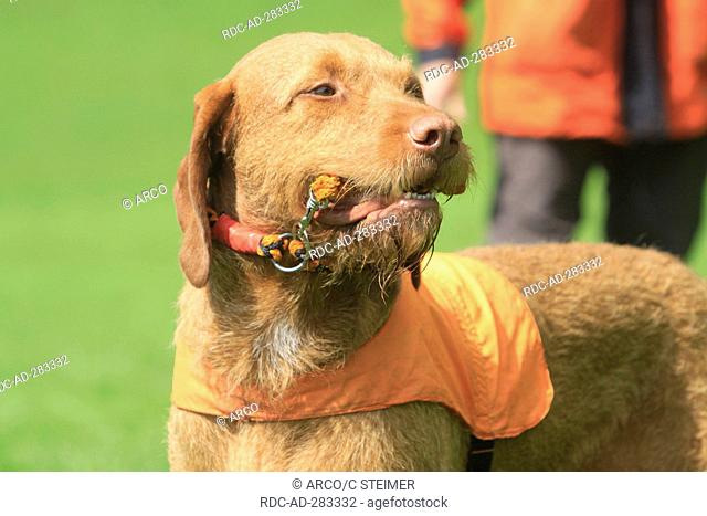 Hungarian Wire-haired Pointing Dog, male, man-trailing / Magyar Vizsla