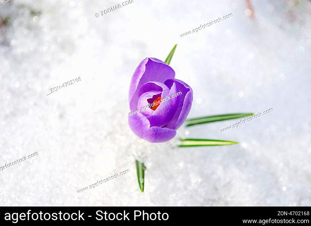 blue saffron crocus first spring flower bloom closeup between last snow