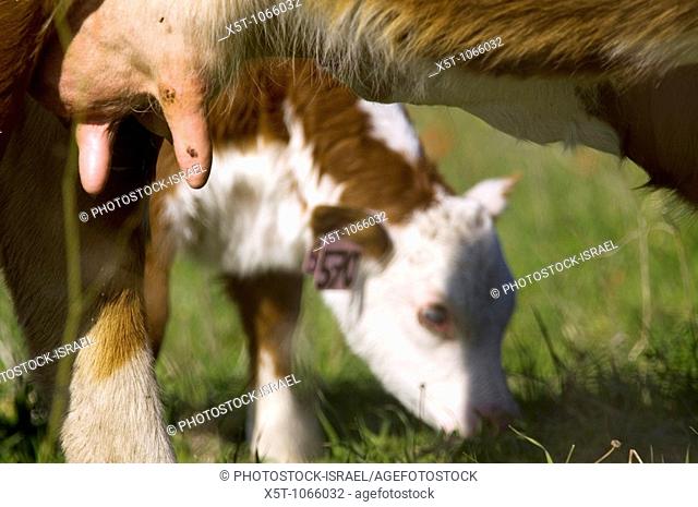 Israel, Ramot Menashe, free grazing cattle in the spring fields February 2007  Close up of an udder, the calf can be seen un the background