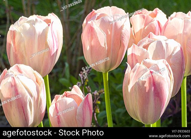 Tulipa Darwin Hybrid 'Ollioules'