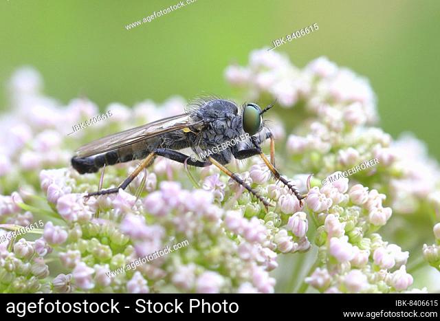 Garden robber fly (Neomochtherus geniculatus), on common ground elder (Aegopodium podagraria), Siegerland, North Rhine-Westphalia, Germany, Europe