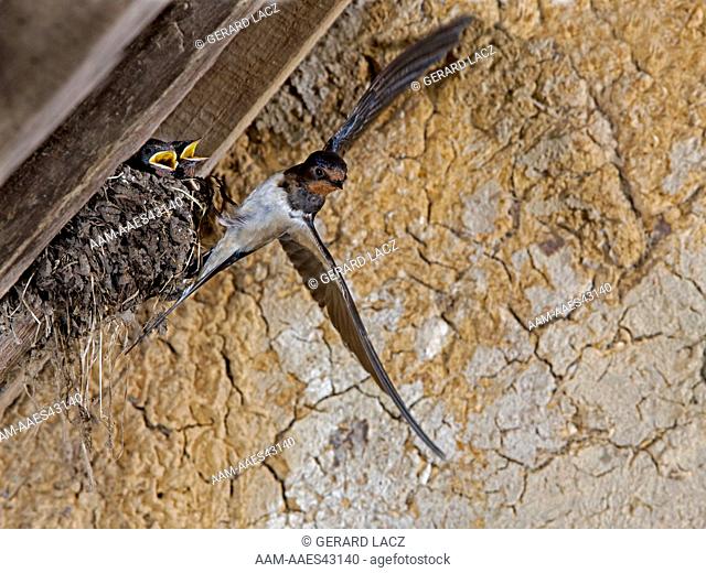 Barn Swallow Or European Swallow (Hirundo Rustica) Adult In Flight, Feeding Chicks At Nest, Normandy In France