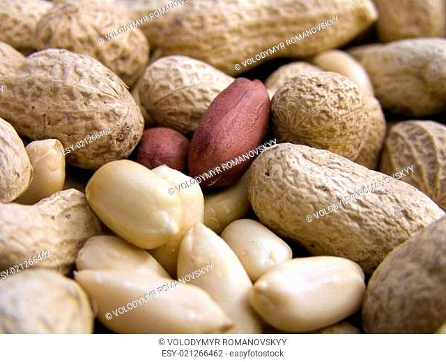 peanut macro