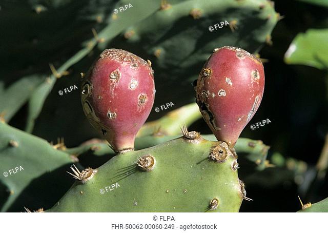 Cactus Opuntia Close-up with fruit, Florida, U S A