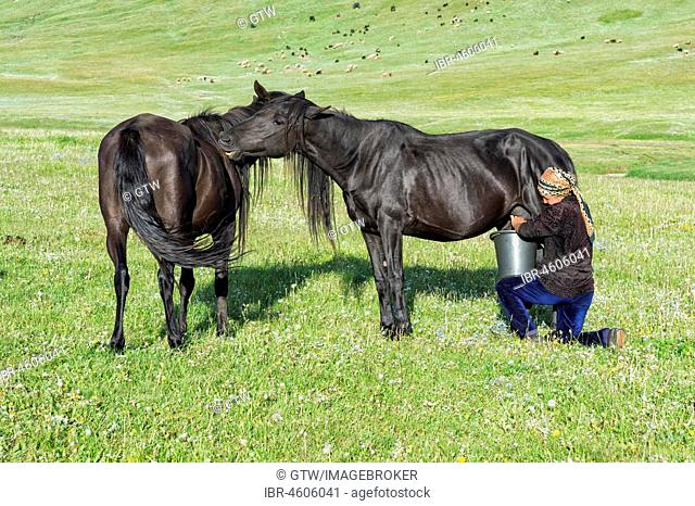 Kyrgyz woman milking a mare on mountain pastures, Song Kol Lake, Naryn province, Kyrgyzstan, Central Asia