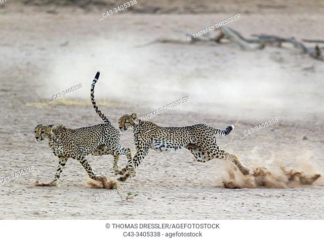 Cheetah (Acinonyx jubatus). Two playful subadult males in the dry and barren Auob riverbed. During a severe drouight. Kalahari Desert