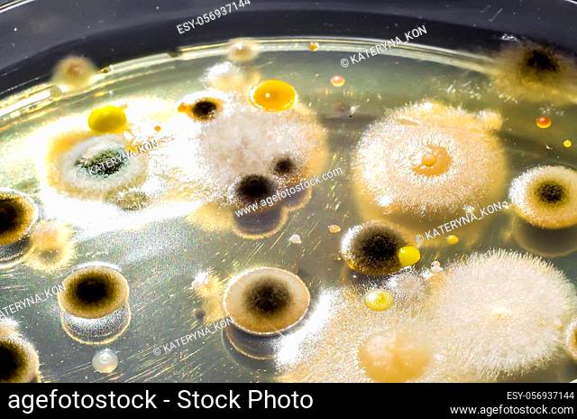 Colonies of different bacteria and mold fungi grown on Petri dish with nutrient agar, close-up view. Microbiology background
