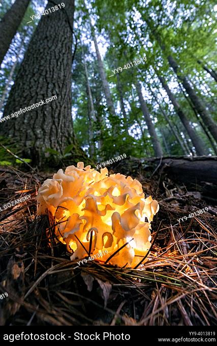 Cauliflower mushroom (Genus Sparasssis) illuminated in the forest - near Pisgah National Forest, Brevard, North Carolina, USA