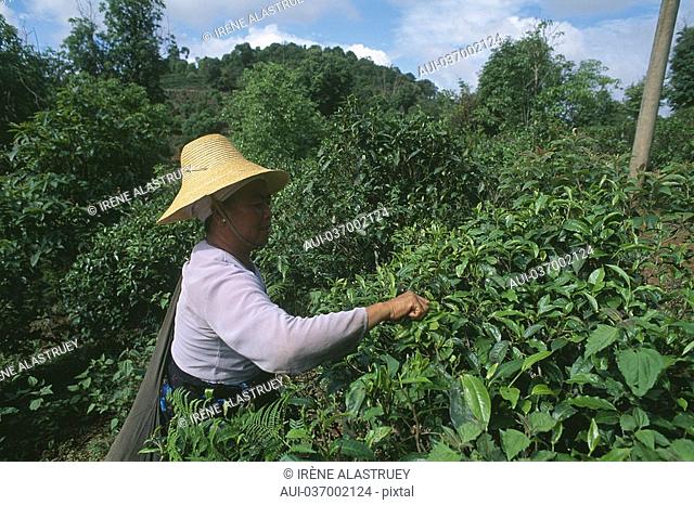 China - Yunnan - Xishuangbanna - Menghai Region - Tea harvest
