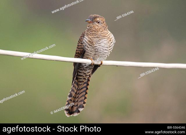 Plaintive Cuckoo, Plaintive Cuckoos, Animals, Birds, Cuckoo birds, Plaintive Cuckoo (Cacomantis merulinus) hepatic phase, adult female, perched on wire