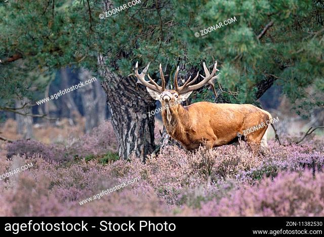 Rothirsch (Cervus elaphus), Nationalpark Hoge Veluwe, Gelderland, Niederlande, Europa / Red Deer (Cervus elaphus) Hoge Veluwe National Park, Netherlands, Europe