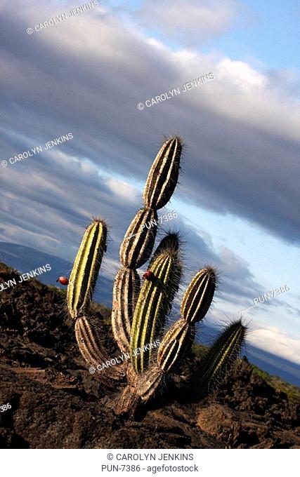 Candelabra cactus Jasminocereus thouarsii var delicatus growing amongst the lava fields at Punta Moreno, Isabela Island